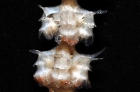 未知種深海原軟珊瑚藏品圖，第4張