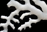新種水螅珊瑚藏品圖，第4張