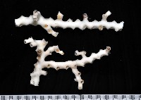 枝狀多目珊瑚藏品圖，第1張