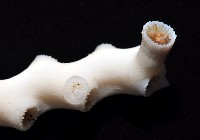 枝狀多目珊瑚藏品圖，第4張
