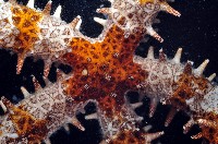 棒棘海星藏品圖，第2張
