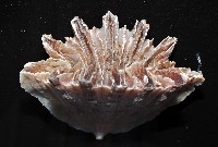 菱扇形珊瑚藏品圖，第3張