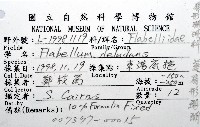 菱扇形珊瑚藏品圖，第12張
