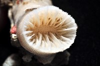 軸樹珊瑚(軸木珊瑚)藏品圖，第4張