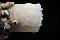 軸樹珊瑚(軸木珊瑚)藏品圖，第5張