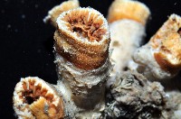 軸樹珊瑚(軸木珊瑚)藏品圖，第7張