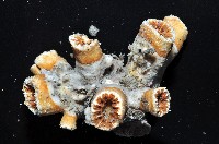 軸樹珊瑚(軸木珊瑚)藏品圖，第10張