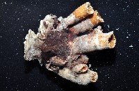 軸樹珊瑚(軸木珊瑚)藏品圖，第3張