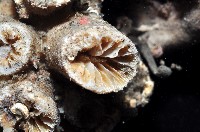 軸樹珊瑚(軸木珊瑚)藏品圖，第6張
