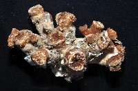 軸樹珊瑚(軸木珊瑚)藏品圖，第2張