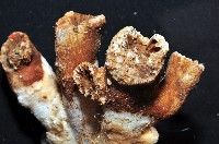 軸樹珊瑚(軸木珊瑚)藏品圖，第4張
