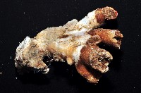 軸樹珊瑚(軸木珊瑚)藏品圖，第5張