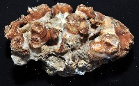 軸樹珊瑚(軸木珊瑚)藏品圖，第6張