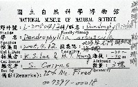 軸樹珊瑚(軸木珊瑚)藏品圖，第8張