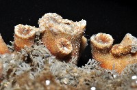 軸樹珊瑚(軸木珊瑚)藏品圖，第5張