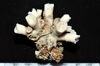 軸樹珊瑚(軸木珊瑚)藏品圖，第6張