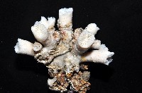 軸樹珊瑚(軸木珊瑚)藏品圖，第7張