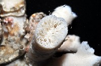 軸樹珊瑚(軸木珊瑚)藏品圖，第8張