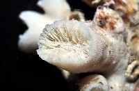 軸樹珊瑚(軸木珊瑚)藏品圖，第9張