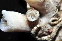 軸樹珊瑚(軸木珊瑚)藏品圖，第10張
