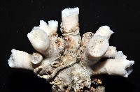 軸樹珊瑚(軸木珊瑚)藏品圖，第11張