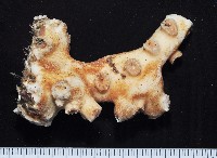 飯島氏樹珊瑚藏品圖，第1張