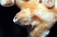 飯島氏樹珊瑚藏品圖，第5張