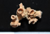 未知種樹珊瑚藏品圖，第4張