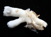 未知種樹珊瑚藏品圖，第6張
