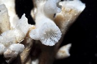 未知種樹珊瑚藏品圖，第7張