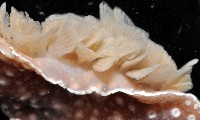 舌片鰓海蛞蝓藏品圖，第3張