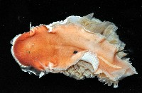 舌片鰓海蛞蝓藏品圖，第4張