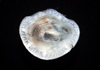 薄殼龜藤壺藏品圖，第2張