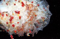 喀林加海牛(佩飾巢海麒麟)藏品圖，第4張
