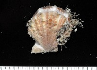 臺灣海扇蛤藏品圖，第1張