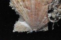 臺灣海扇蛤藏品圖，第2張
