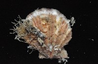 臺灣海扇蛤藏品圖，第3張