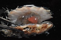 臺灣海扇蛤藏品圖，第4張