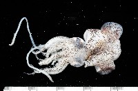 四盤耳烏賊藏品圖，第1張