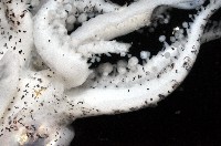 四盤耳烏賊藏品圖，第4張