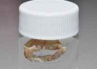未知種海女蟲藏品圖，第4張
