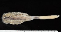 未知種棘海鰓藏品圖，第1張