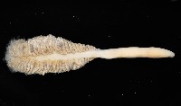 未知種棘海鰓藏品圖，第3張