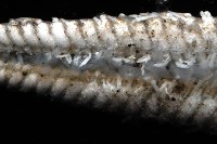 華普槭海星藏品圖，第4張