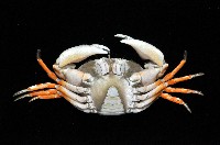 紅斑斗蟹藏品圖，第2張