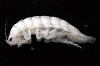 未知種浪漂水虱藏品圖，第2張