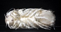 未知種浪漂水虱藏品圖，第3張