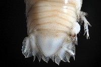 未知種浪漂水虱藏品圖，第4張
