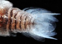 未知種狹長水虱藏品圖，第2張