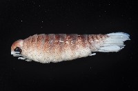 未知種狹長水虱藏品圖，第4張